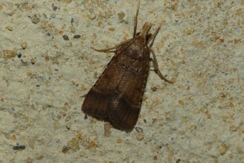 Réf. 237 330 : Stemmatophora brunnealis